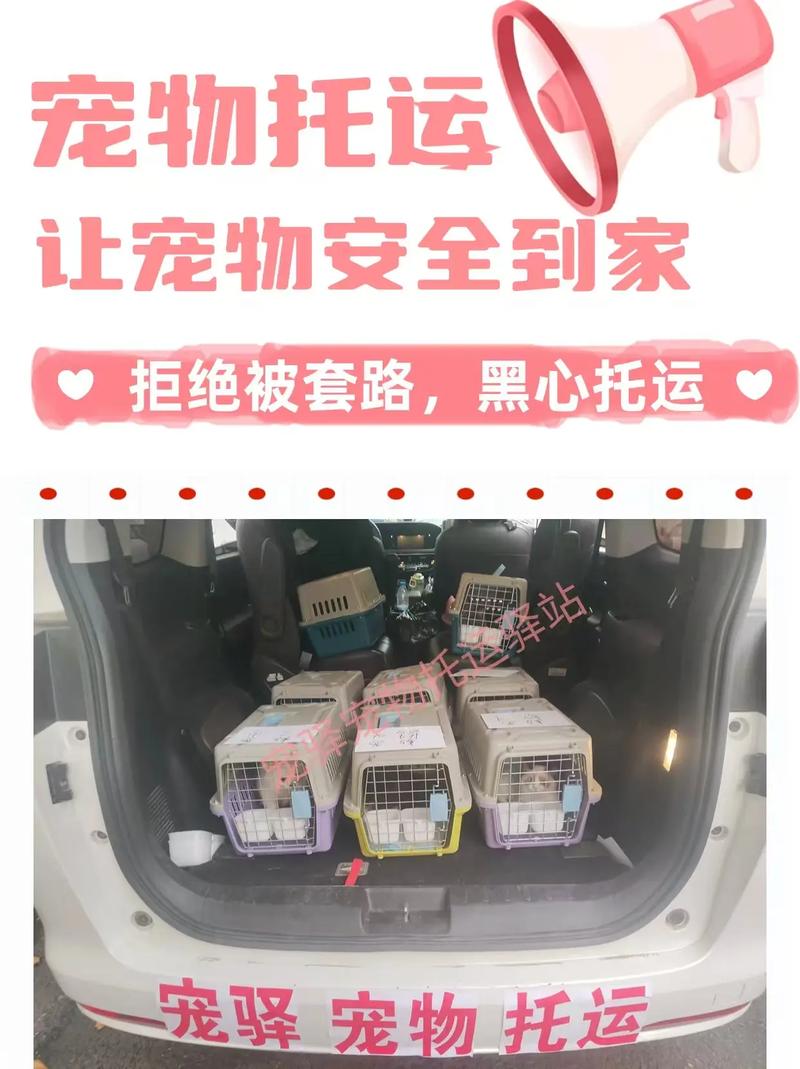 猫咪航空货运怎么办理退款猫咪航空运输